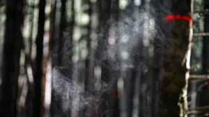 Deutschland heute Abend: 5-Minuten-Check für Wetter und Waldbrand