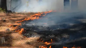 Hohe Waldbrandgefahr: Was Erlangen jetzt untersagt: what residents need to know