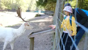 Saarbrücken: Was die Ferienfreizeit im Wildpark kostet