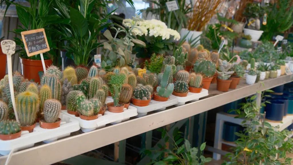 Bunte Auswahl an Sukkulenten und Kakteen in einem Botanischen Garten