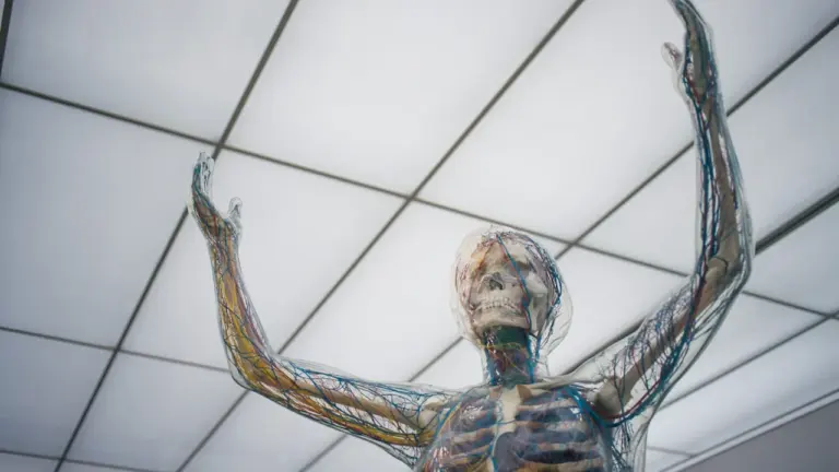 Brittle Bodies in Paderborn: Bis 1. November zu sehen