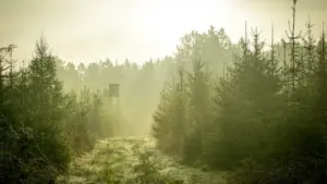 Im Wald den Weg suchen: Was der Traum über Orientierung erzählt