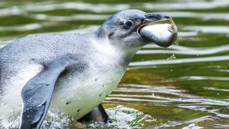 Pinguinfütterung in Saarbrücken: täglich um 9 Uhr im Zoo: what residents need to know