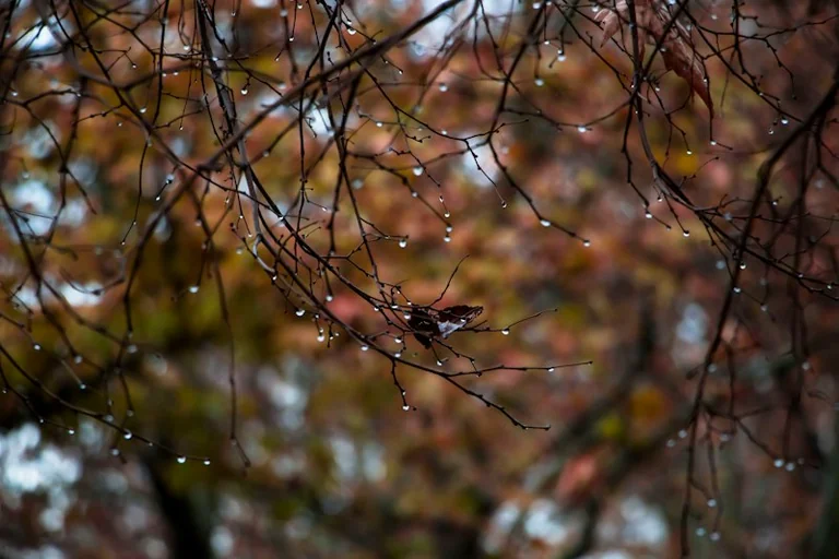 Herbstpendeln: DWD-Warnungen für die eigene Strecke prüfen