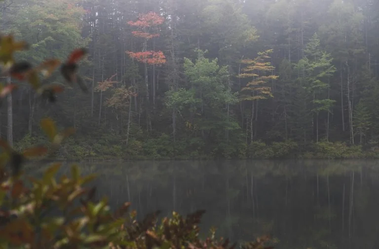 Im Traum durch den Wald gehen: Was die Stimmung erzählt
