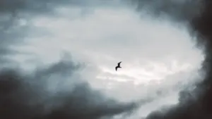 Vom Fliegen träumen: Was das Gefühl im Traum zeigen kann
